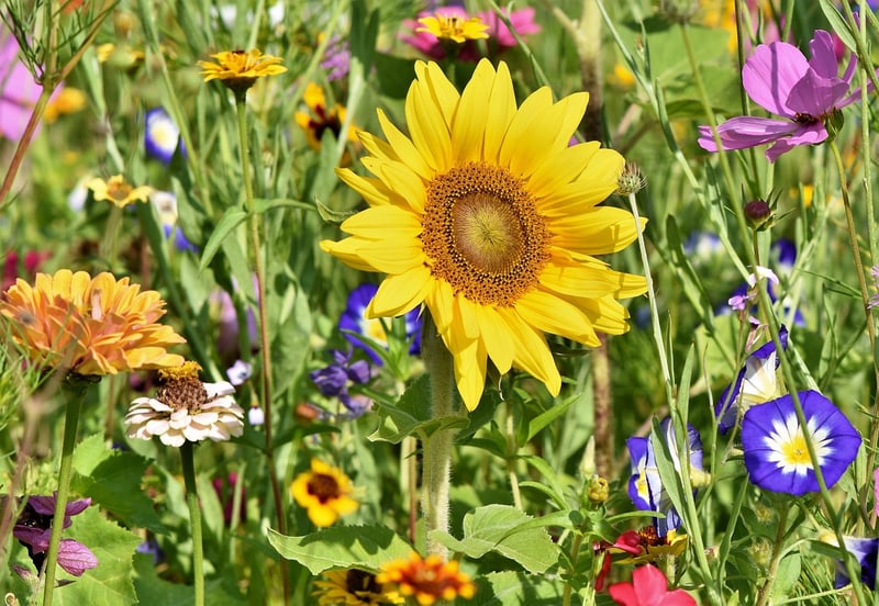 Eco-Friendly Garden